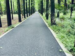 -东平国家森林公园