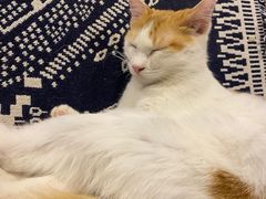 -平行世界·猫咖(首经贸店)