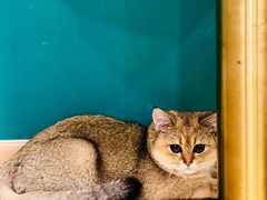 -飞行喵MR PILOT|猫舍·猫咖(静安大融城店)