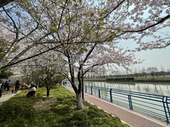 -高东镇樱花园