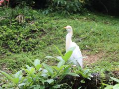 -吉隆坡雀鸟公园