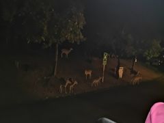-清迈夜间动物园