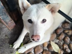 -柴犬高等学院·狗咖·柴犬售卖·宠物训练