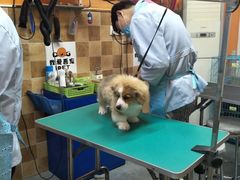-我爱吾宠宠物美容院(朝阳路店)