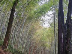 -西湖风景区十里琅珰-五云山