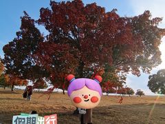 -五角枫生态旅游景区