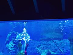 -哈尔滨波塞冬海底世界