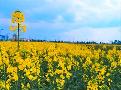 -中国天府农业博览园