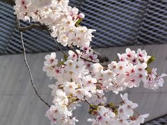 -龙美术馆(西岸馆)