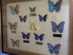 -上海昆虫博物馆