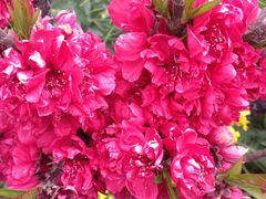 iphone_upload_pic-南汇桃花村