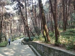 -铁山坪森林公园