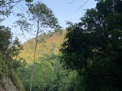 -滴水岩森林公园