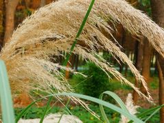 -昆山城市生态森林公园