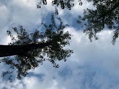 -新虹桥中心花园