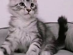 -十年猫舍·猫咪专门店(普陀店)