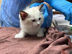-宠颐生宠物医院·心肾内科·猫专科诊疗中心宠巢店