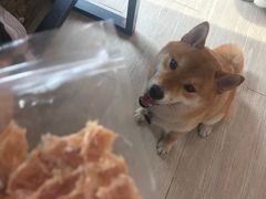 -柴犬高等学院·狗咖·柴犬售卖·宠物训练