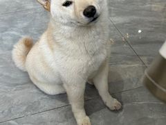 -猫小院猫主题餐厅(南锣旗舰店)