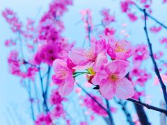 -顾村公园
