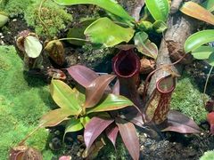 -国家植物园南园