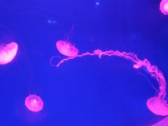 -南昌海洋公园