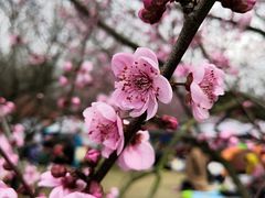 -秀丽东方
