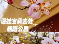 -朝阳公园