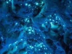 -怀托摩萤火虫洞