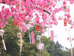 -南湖梦幻岛