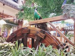 -大理董·董家小厨野生菌火锅(古城旗舰店)