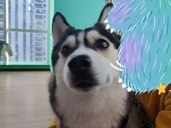 -Husky Go! 哈士奇体验馆·宠物咖啡厅狗咖
