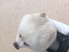 -芭比堂爱心动物医院(柯桥康爱分院)