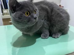 -艾贝尔宠物医院·24H转诊中心·肿瘤猫专科(江宁双龙店)