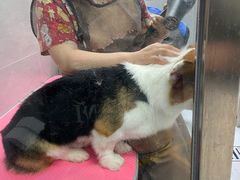 -宠福鑫康馨动物医院·骨科·眼科