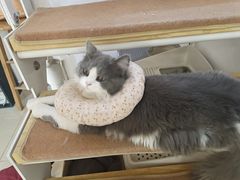 -团子家猫咪猫咖馆·柯基·柯尔鸭