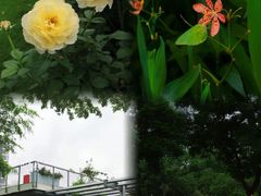 -香蜜公园