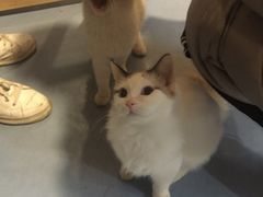 -猫色咖啡·猫咖