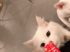 -飞行喵MR PILOT|猫舍·猫咖(静安大融城店)