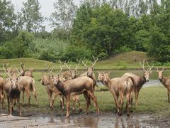 -溱湖国家湿地公园