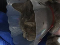 -佑安动物医院·全科·内窥镜中心(幸福巷店)