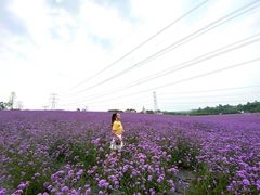 -紫颐香薰山谷景区