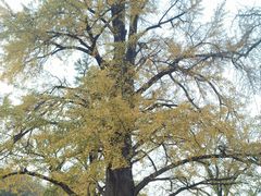 -千年银杏谷文化旅游区