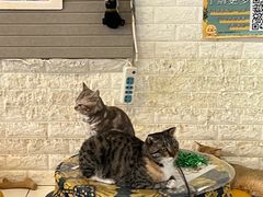 -平行世界·猫咖(首经贸店)