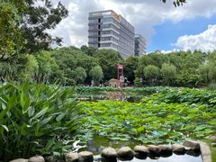 -陈家山荷花公园