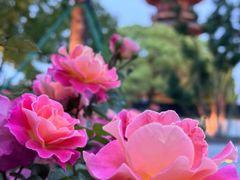 -龙华寺