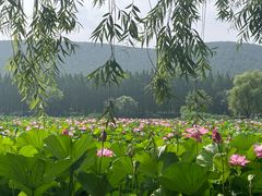 -云龙湖旅游景区