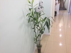 点击看大图 -苗方清颜·祛痘皮肤管理