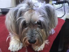 -严国平动物医院(德政总院)