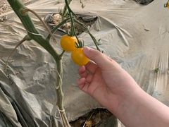 -杨柳青园艺科技博览园